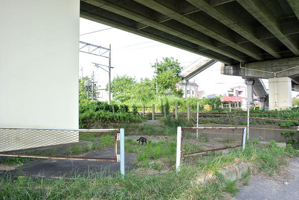 うちのとらまる