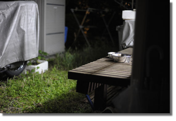 うちのとらまる