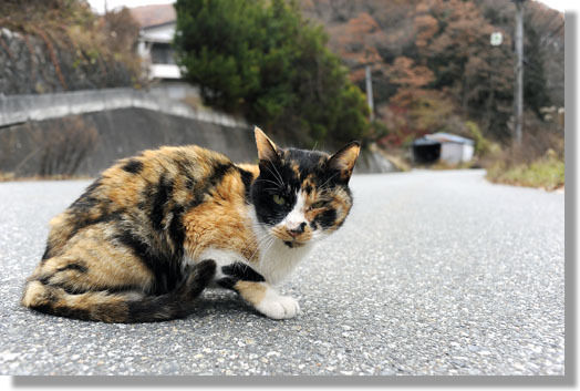 うちのとらまる