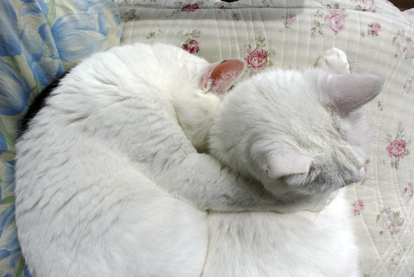 うちのとらまる