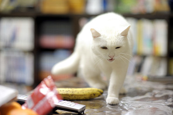 うちのとらまる