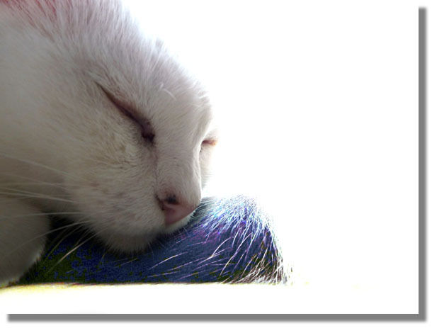 うちのとらまる