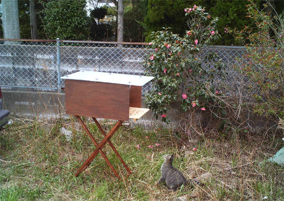 うちのとらまる