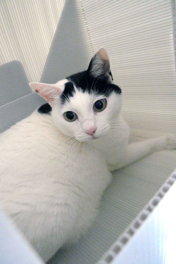 うちのとらまる