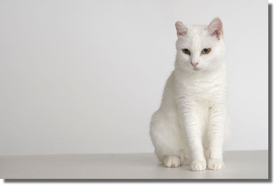 うちのとらまる