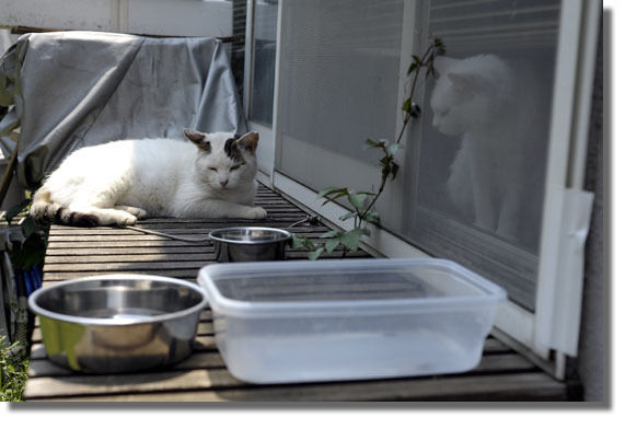 うちのとらまる