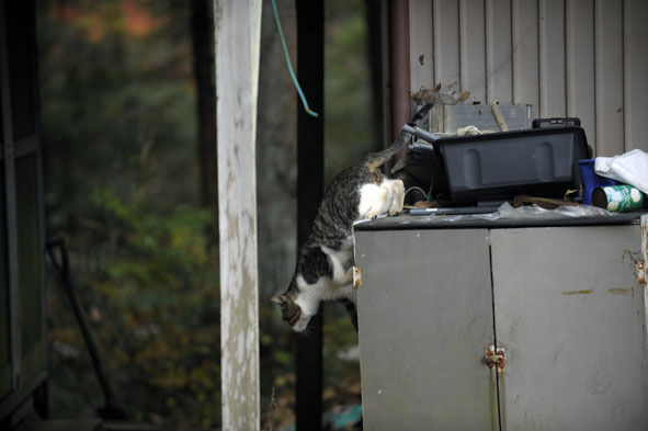 うちのとらまる