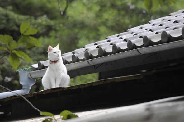 うちのとらまる