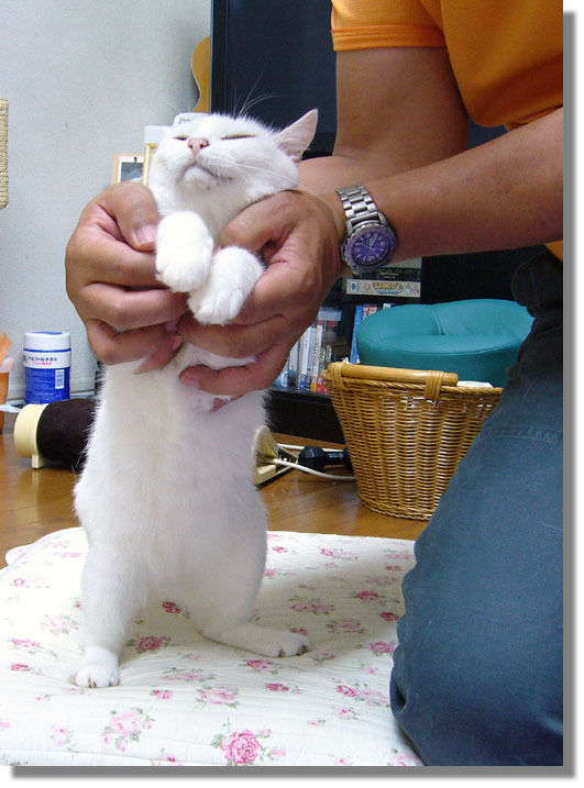 うちのとらまる