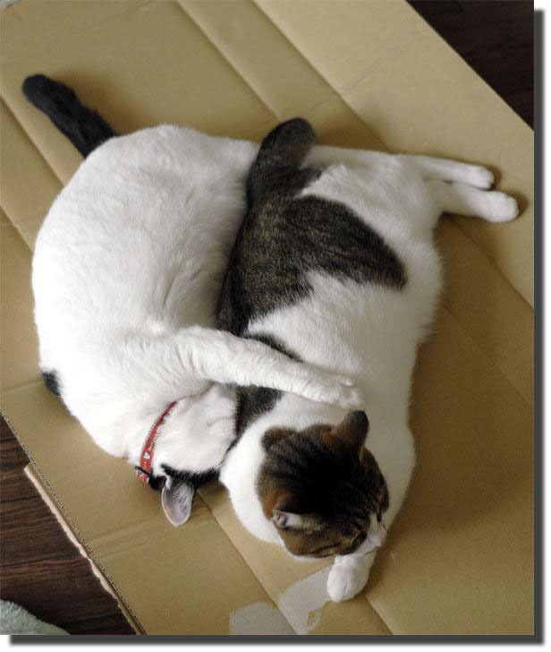うちのとらまる