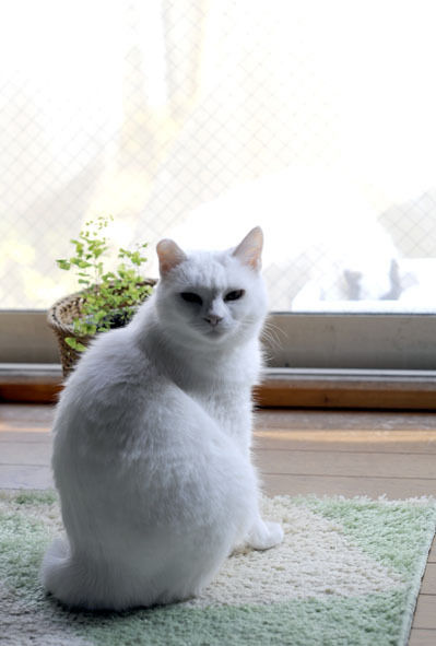 うちのとらまる