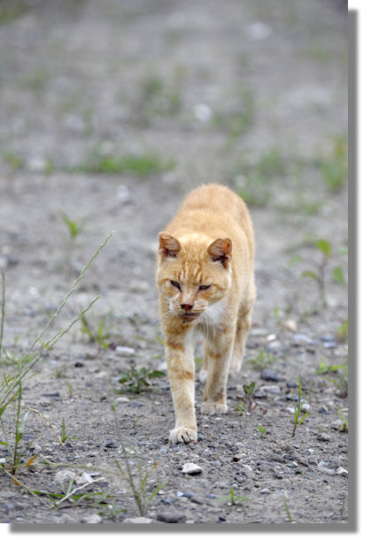 うちのとらまる