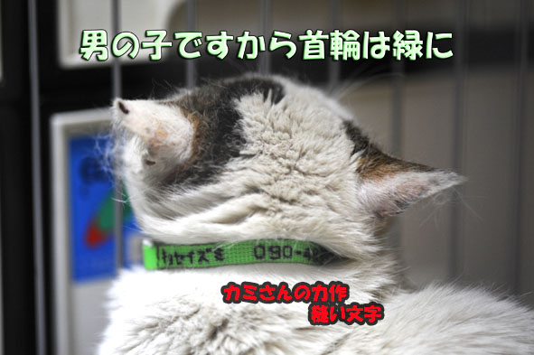 うちのとらまる