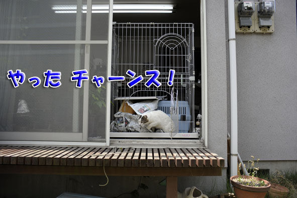 うちのとらまる