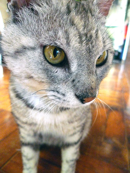 うちのとらまる