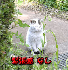 うちのとらまる