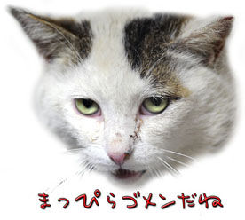 うちのとらまる