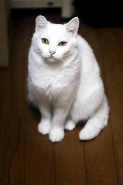 うちのとらまる