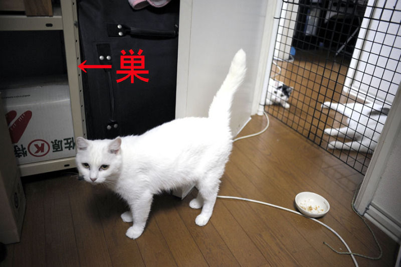 うちのとらまる