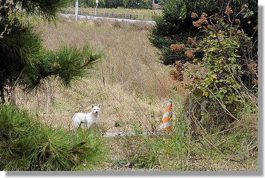 うちのとらまる