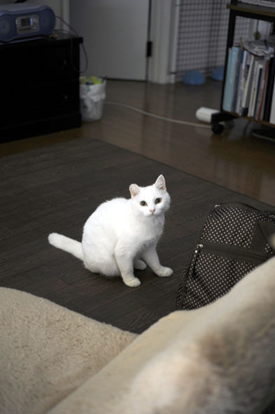 うちのとらまる