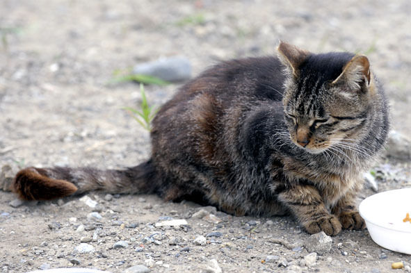 うちのとらまる