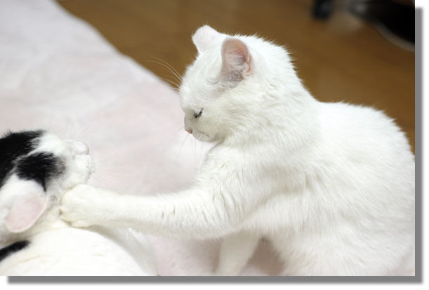 うちのとらまる