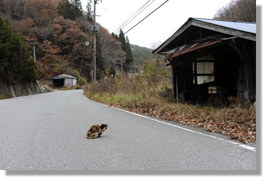 うちのとらまる