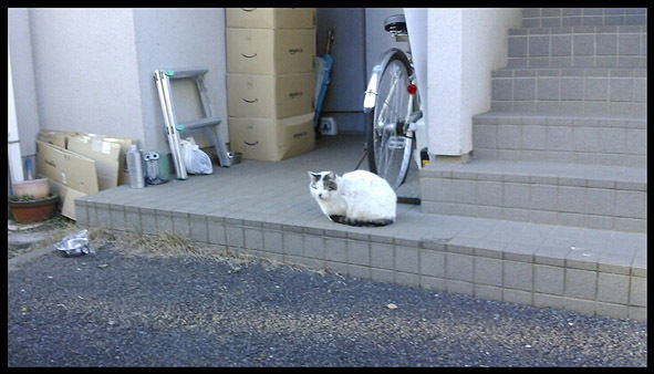うちのとらまる