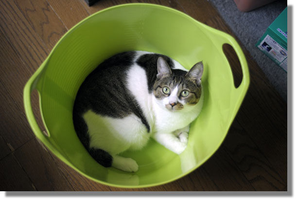 うちのとらまる