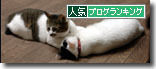 うちのとらまる