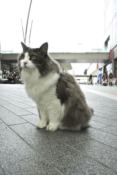 うちのとらまる