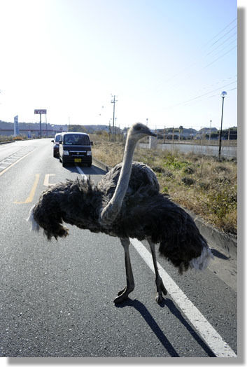 うちのとらまる