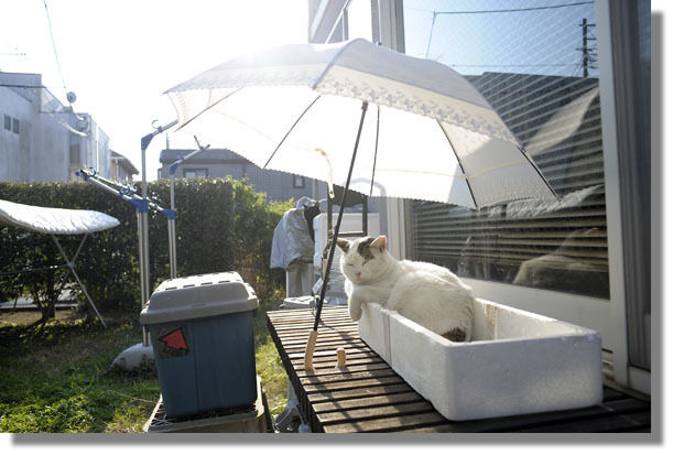 うちのとらまる