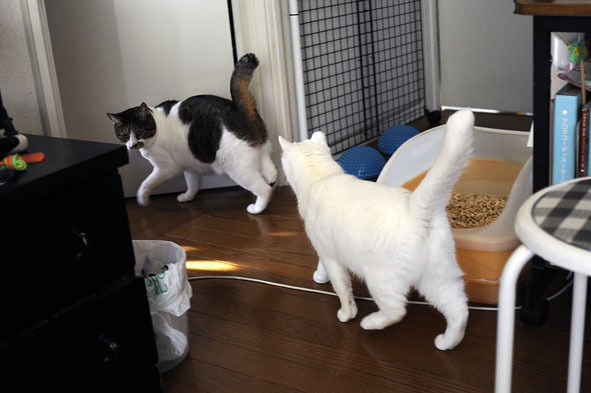 うちのとらまる