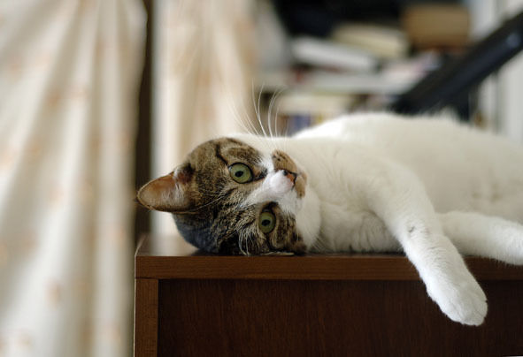 うちのとらまる