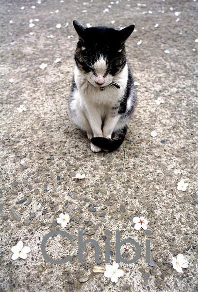 うちのとらまる