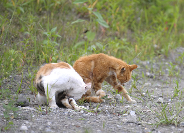 うちのとらまる