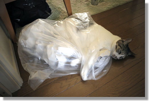 うちのとらまる