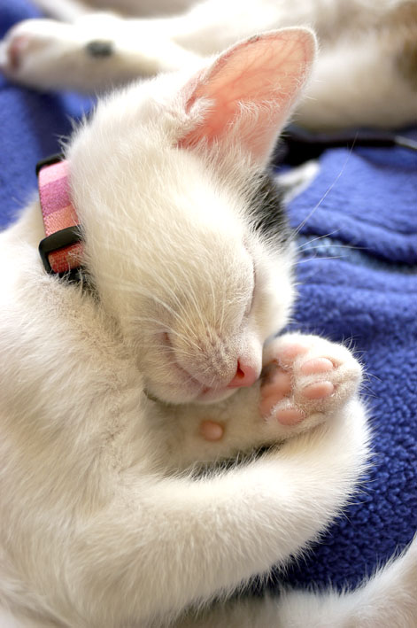 うちのとらまる