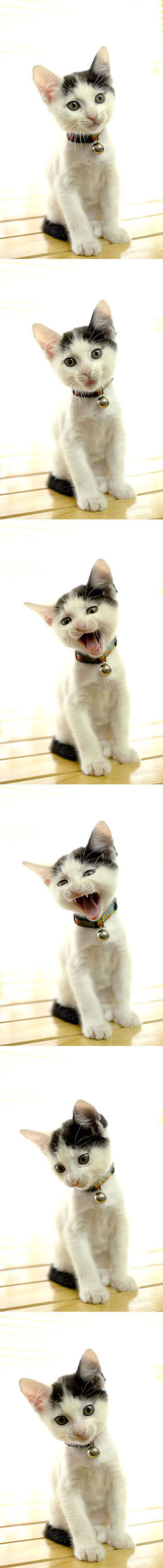 うちのとらまる