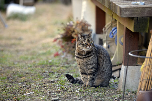 $うちのとらまる