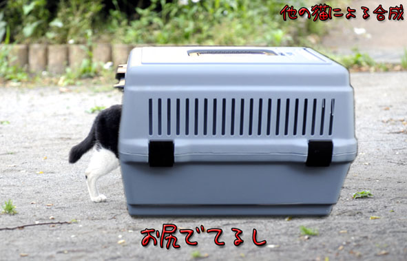 うちのとらまる