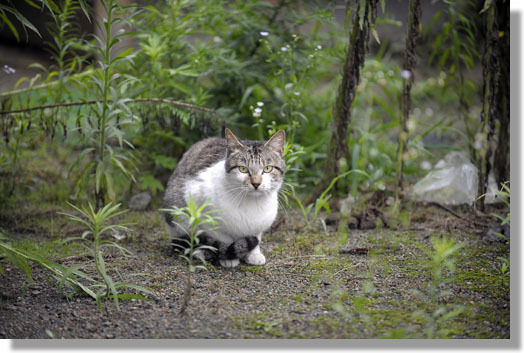 うちのとらまる