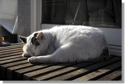 うちのとらまる