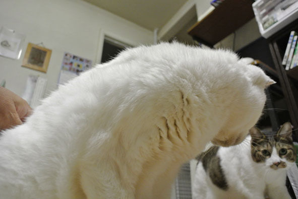 うちのとらまる