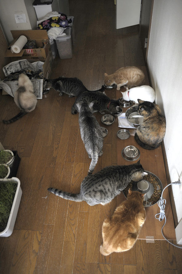 うちのとらまる