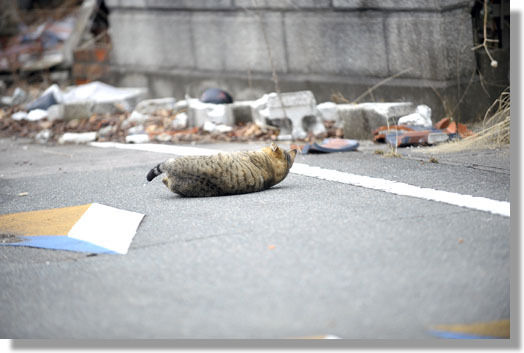 うちのとらまる