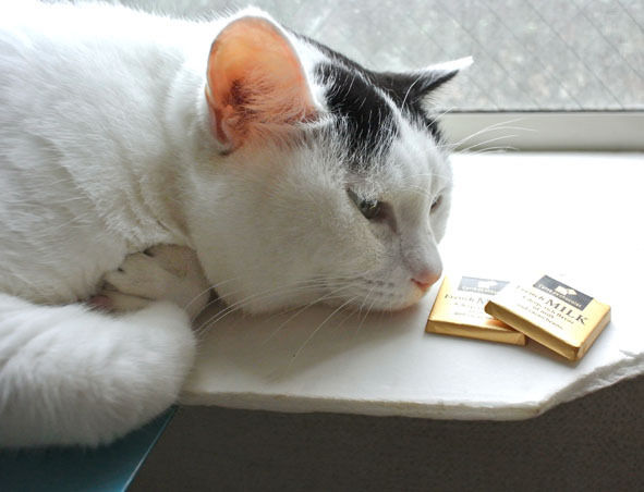 うちのとらまる