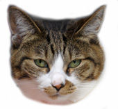 スモールとら04